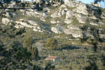 La récolte des olives au cabanon